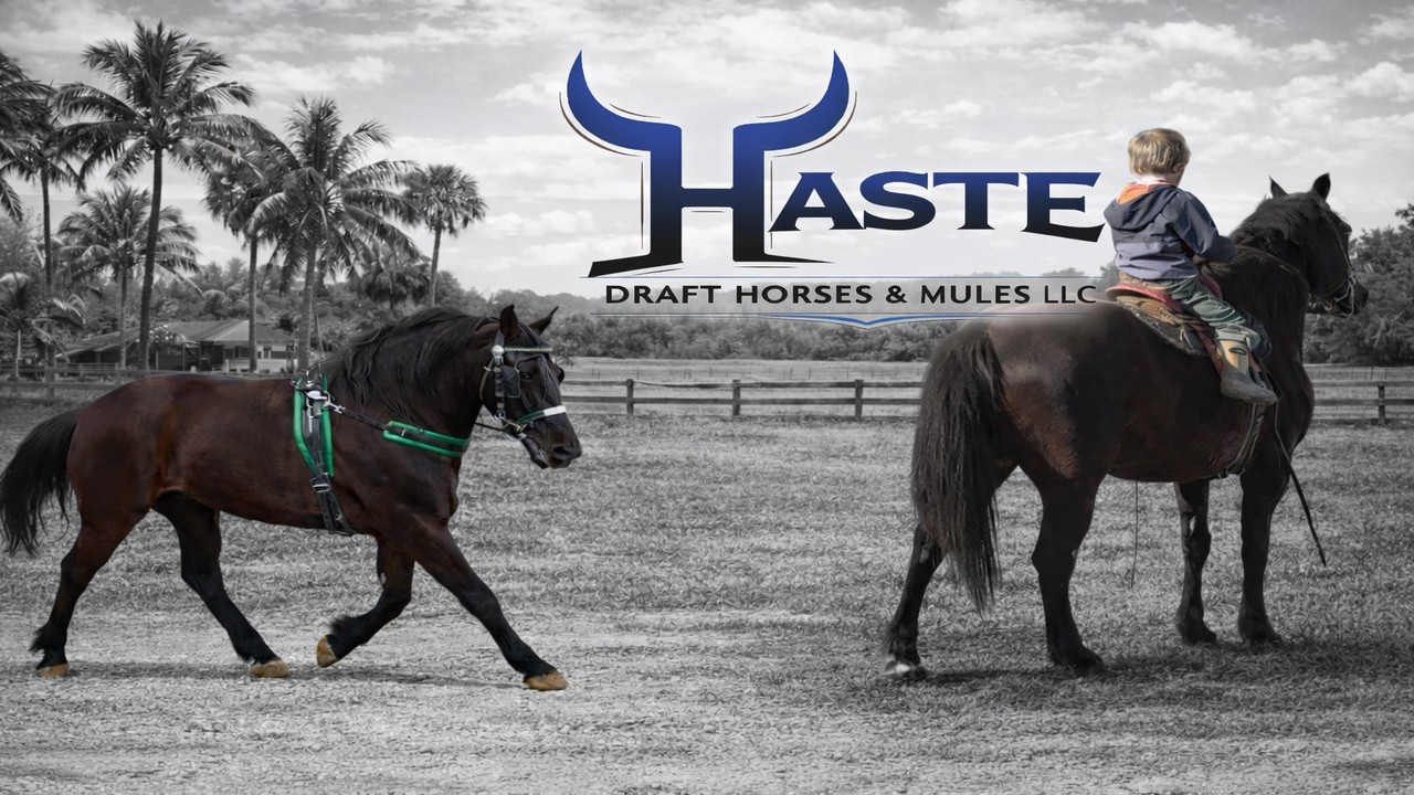 You Won&rsquo;t Believe How Gentle This Registered Morgan Mare Is&hellip; Ride & Drive!