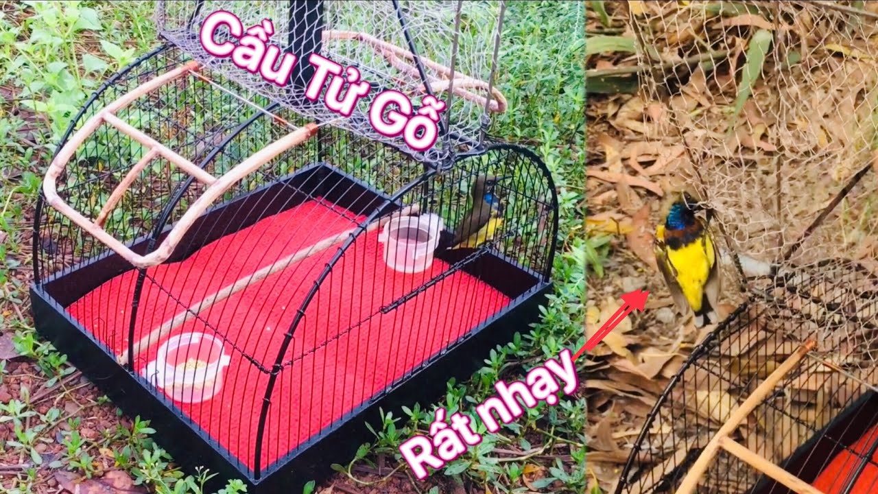 Cách làm Lồng bẫy chim nhạy với Cầu chim đậu bằng Gỗ