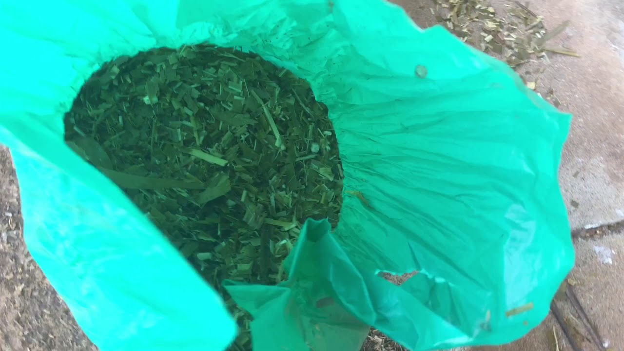 Silagem de Capiaçu Sem Iniculante (60 dias)