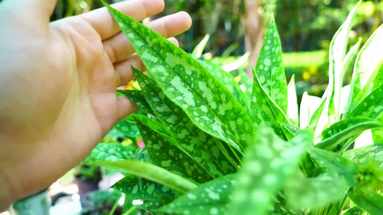 Lungwort! Pulmonaria Growing and Heat Tips