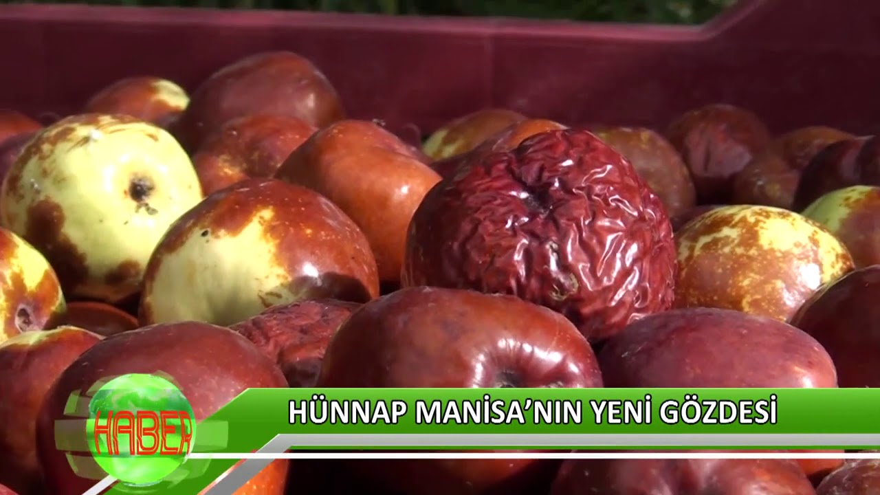 Hünnap Manisa’nın yeni gözdesi