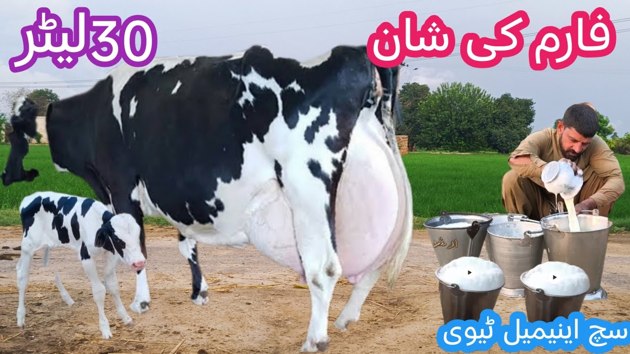 Australia cow | cholistani friesian cross cow | record milking cow 