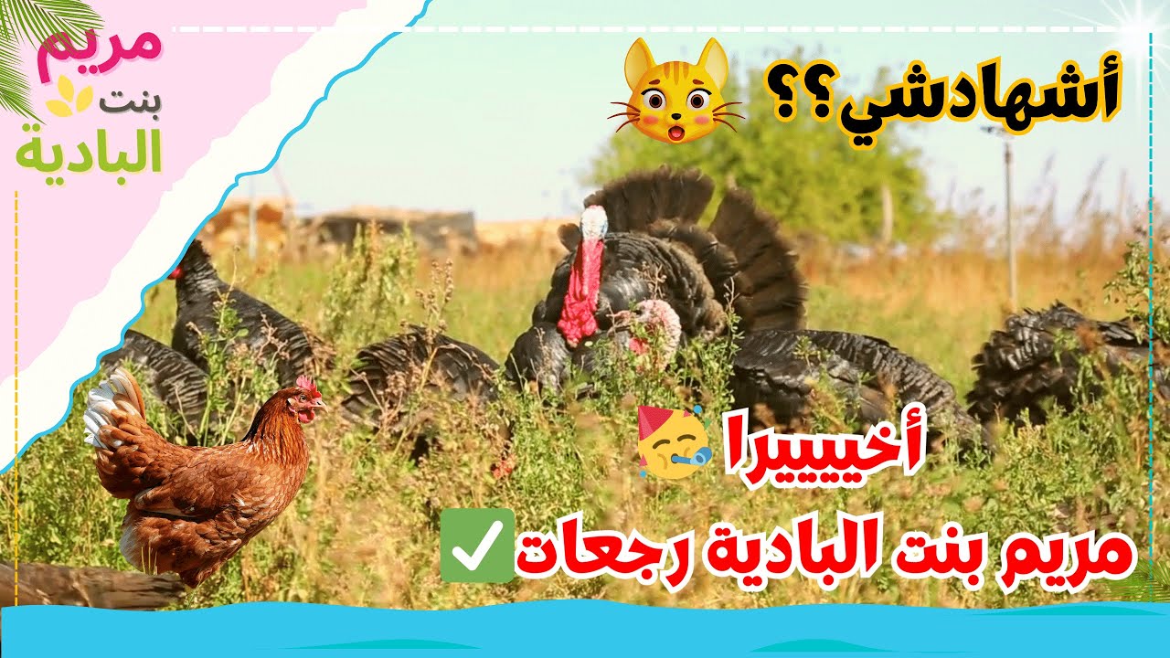 أخييييرا 🥳مريم بنت البادية رجعات✅ تربية الديك الرومي (البيبي)🦃 والدجاج البلدي🐓 نصائح مهمة فيديو رائع