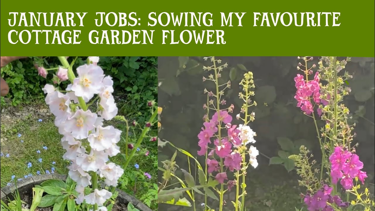 JANUARY JOBS. Cottage garden flowers you can start in JANUARY. VERBASCUM. Flowering spires.