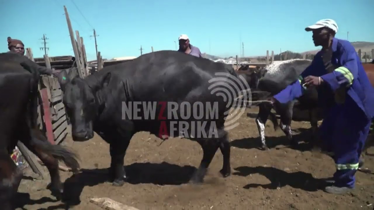 Foot-and-Mouth Disease outbreak hits Green Hills