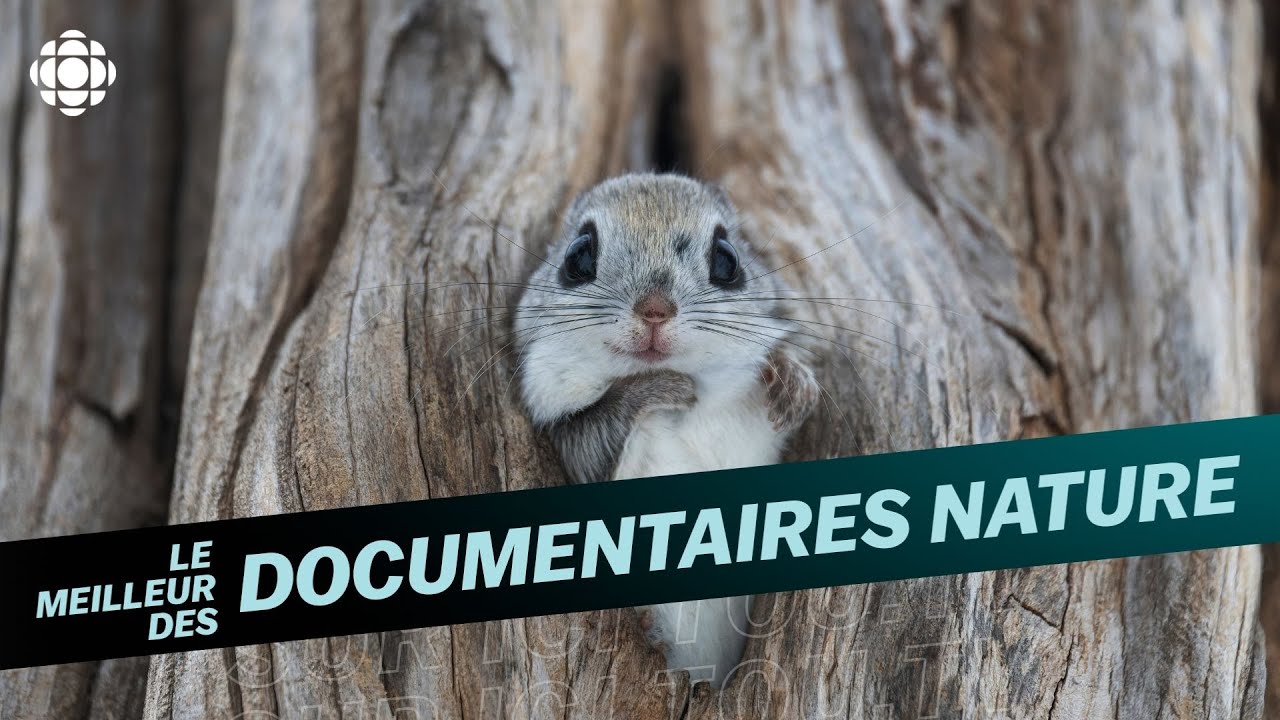 Le meilleur des documentaires nature sur ICI TOU.TV