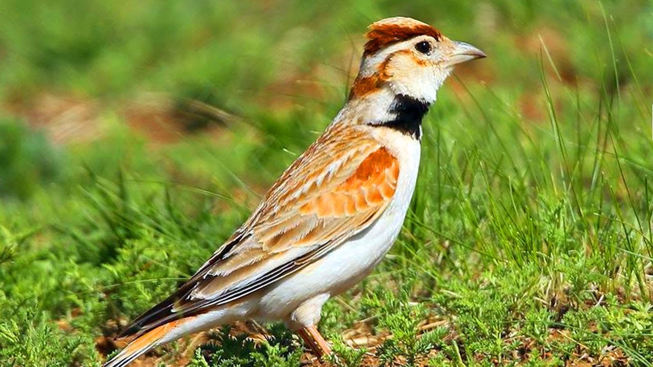 Suara Burung MONGOLIAN LARK dijamin MANTAP untuk MASTERAN MURAI BATU BRANJANGAN CENDET dan lainnya