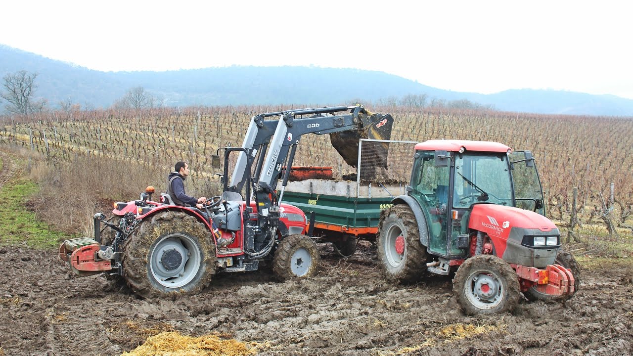 Epandage de fumier dans les vignes