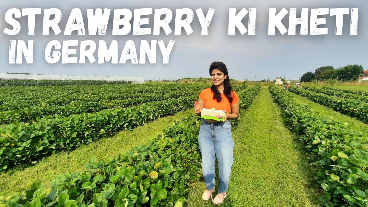 Strawberry, cherry farm in Germany|जर्मनी के खेत ।Iife in Germany
