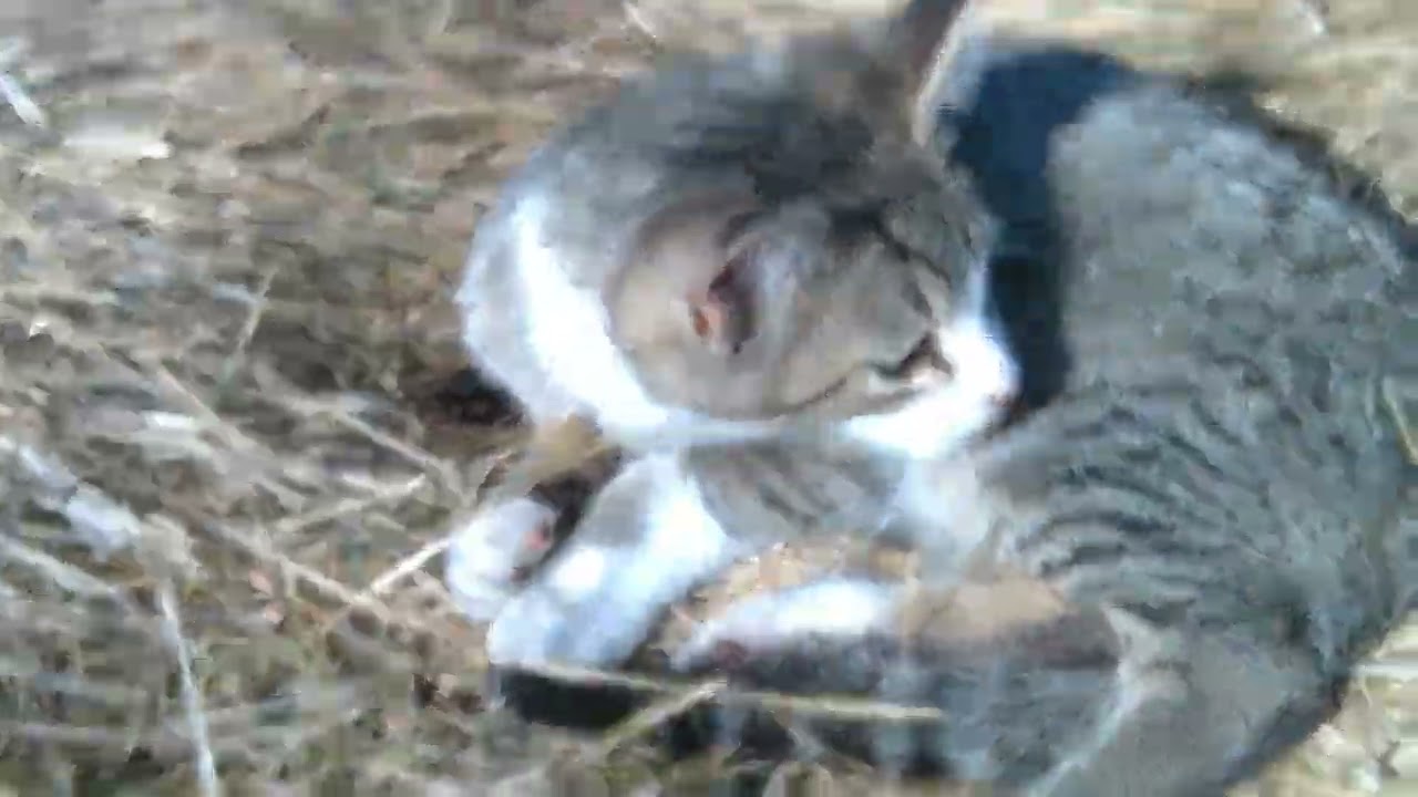 The Kittens Had Fun Playing In The Weeds