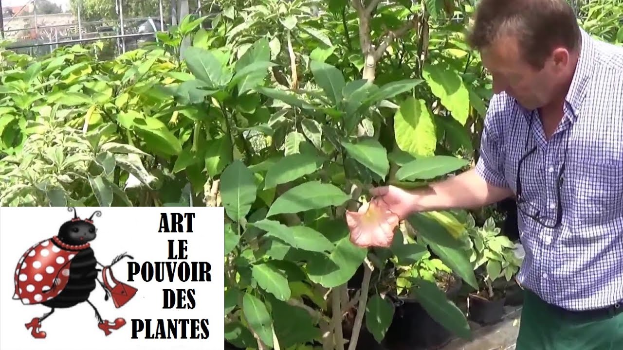 Tuto Jardinage:Comment  bouturer un  brugmansia (datura)