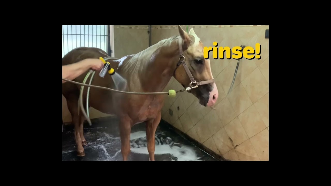 Shower a Horse 🚿 Bath for Bob 🐴 Cleaning a Horse 🐴 Palomino 🐴 Bathing a horse
