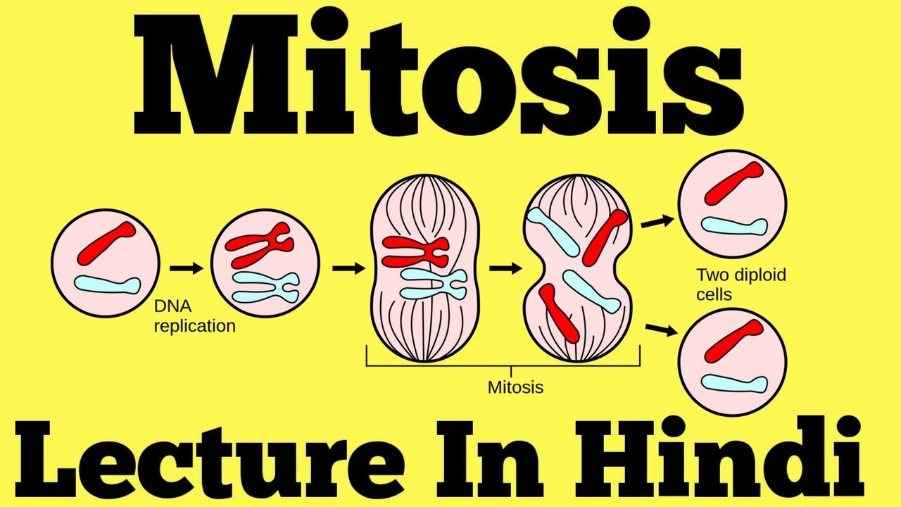 Mitosis - Cell Division (Hindi)