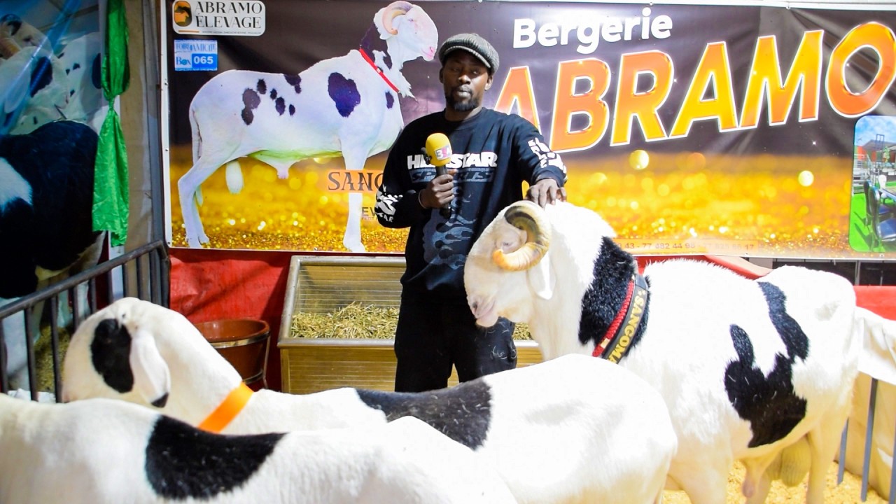 🔴 Foire du ramadan 2026 : ABRAMO Hotel bi plus qu'une bergerie, c'est magnifique !!!