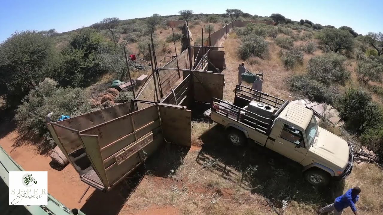 Game Capture in namibia