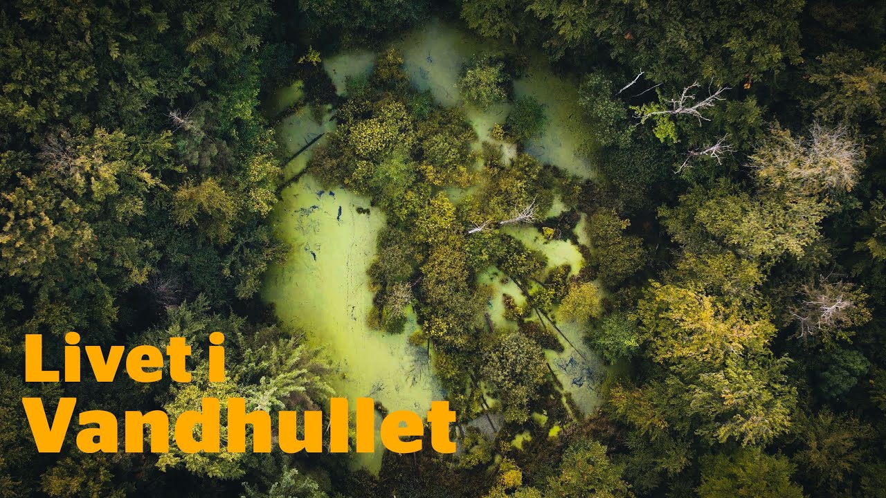 Naturen ved vandhullet og søen // Naturformidling, dansk naturfilm