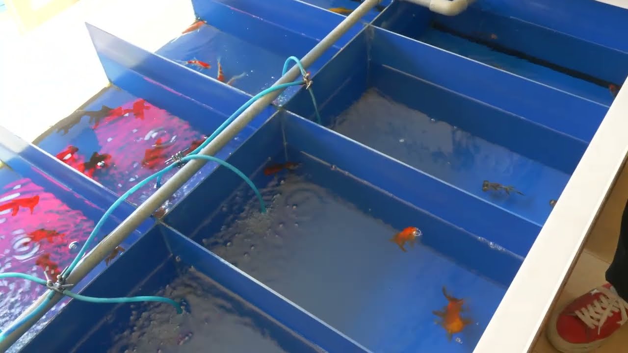 【下町】60年間癒しを届ける町の老舗金魚屋さん!!!!