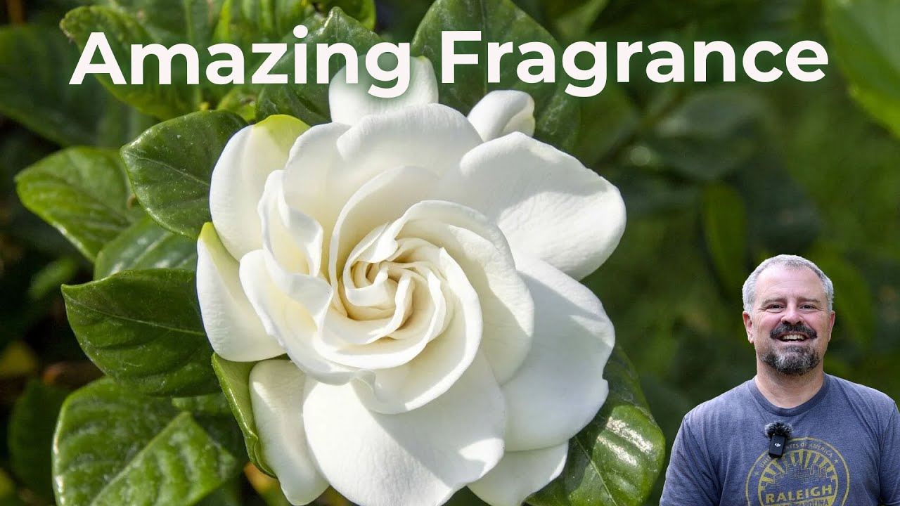 Must Have Fragrant Plants for the Garden 