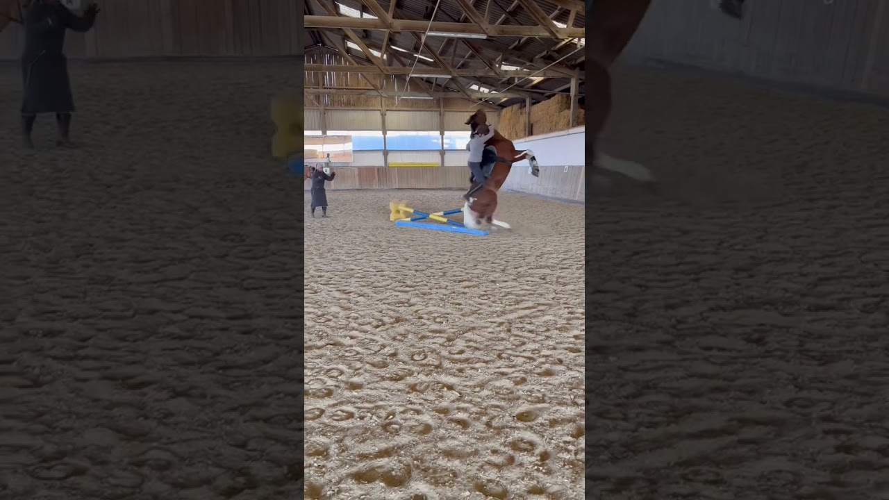Ihm ist zum Gl&uuml;ck nichts passiert. #horse #stallion #hengst #shortvideo #shorts #dumbways #gl&uuml;ck