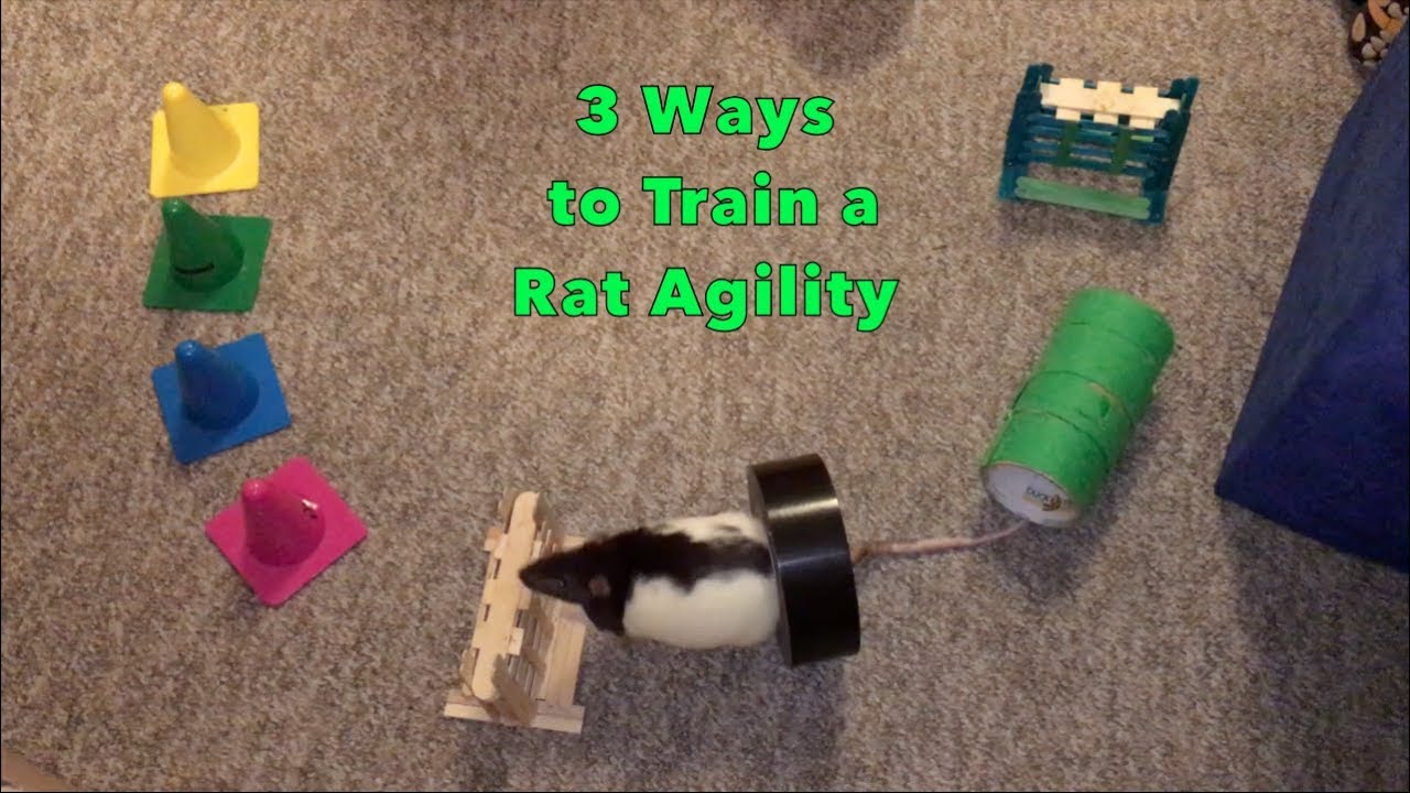 The 3 Methods of Training a Rat Agility