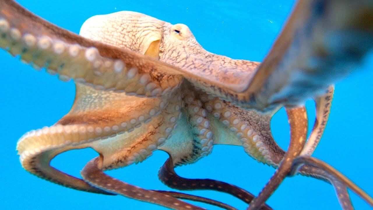 Catching Octopus - South Shore Oahu (4k)