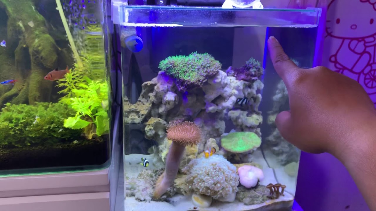 Review tank kecil aquarium air laut / asin murah meriah aja tanpa skimmer