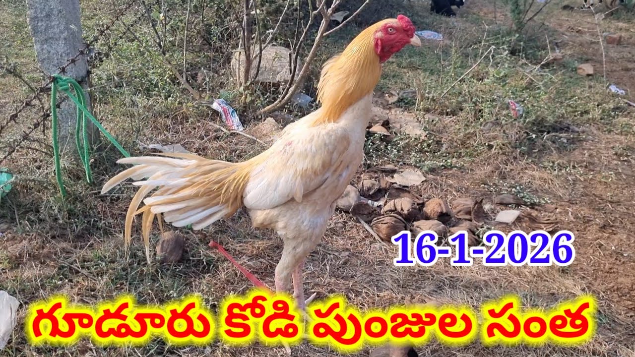 Gudur kodi punjula market 16 1 2026 గూడూరు కోళ్ల మార్కెట్ పుంజుల ధరలు #market