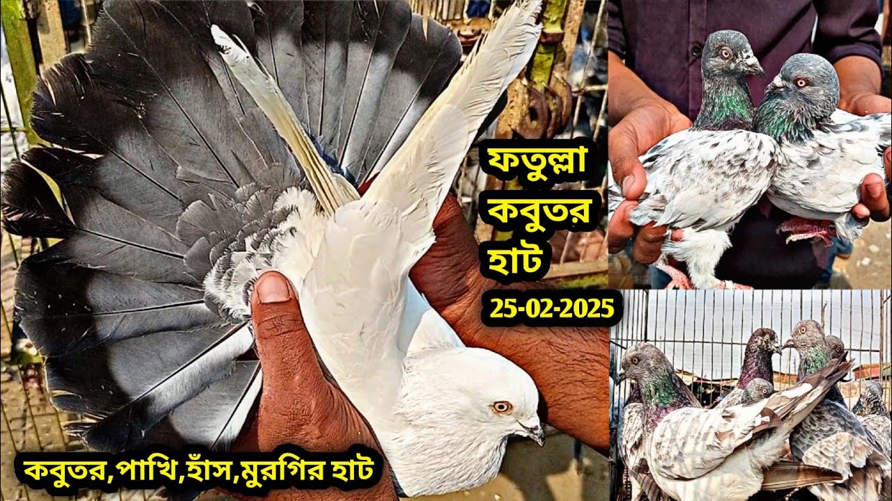 25-02-2025 কবুতর,পাখি,হাঁস,মুরগির হাট | কম দামে কবুতর | গিরিবাজ কবুতর | ফতুল্লা কবুতর হাট | Pigeons