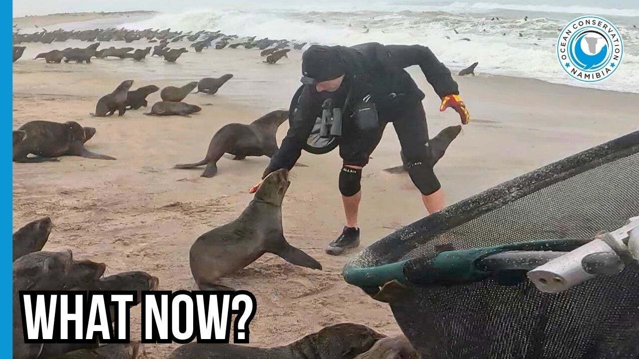 A Heartbreaking Escape at Cape Cross