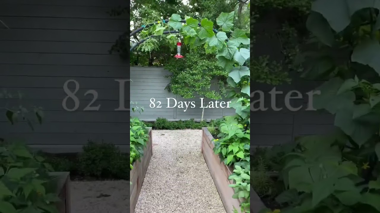 How Big Do Tomatoes and Cucumbers Grow on an Arch Trellis in Less Than 90 Days? With Gardenary