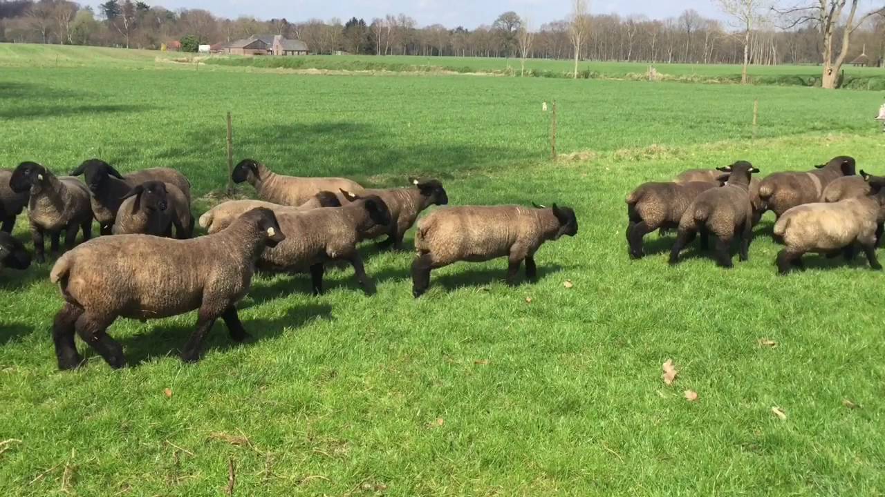 Specop Suffolk lambs april 2016