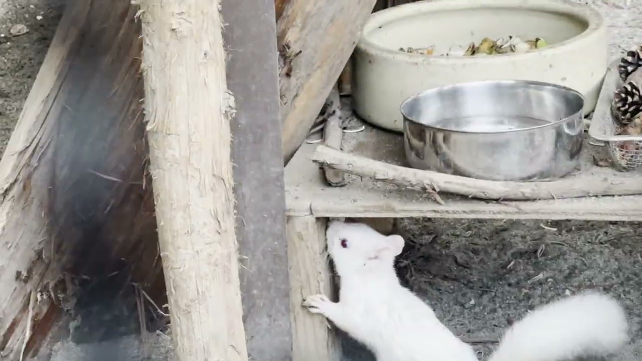 [ニホンリス]ルビーくんもいた[盛岡市動物公園-2025.10.12]