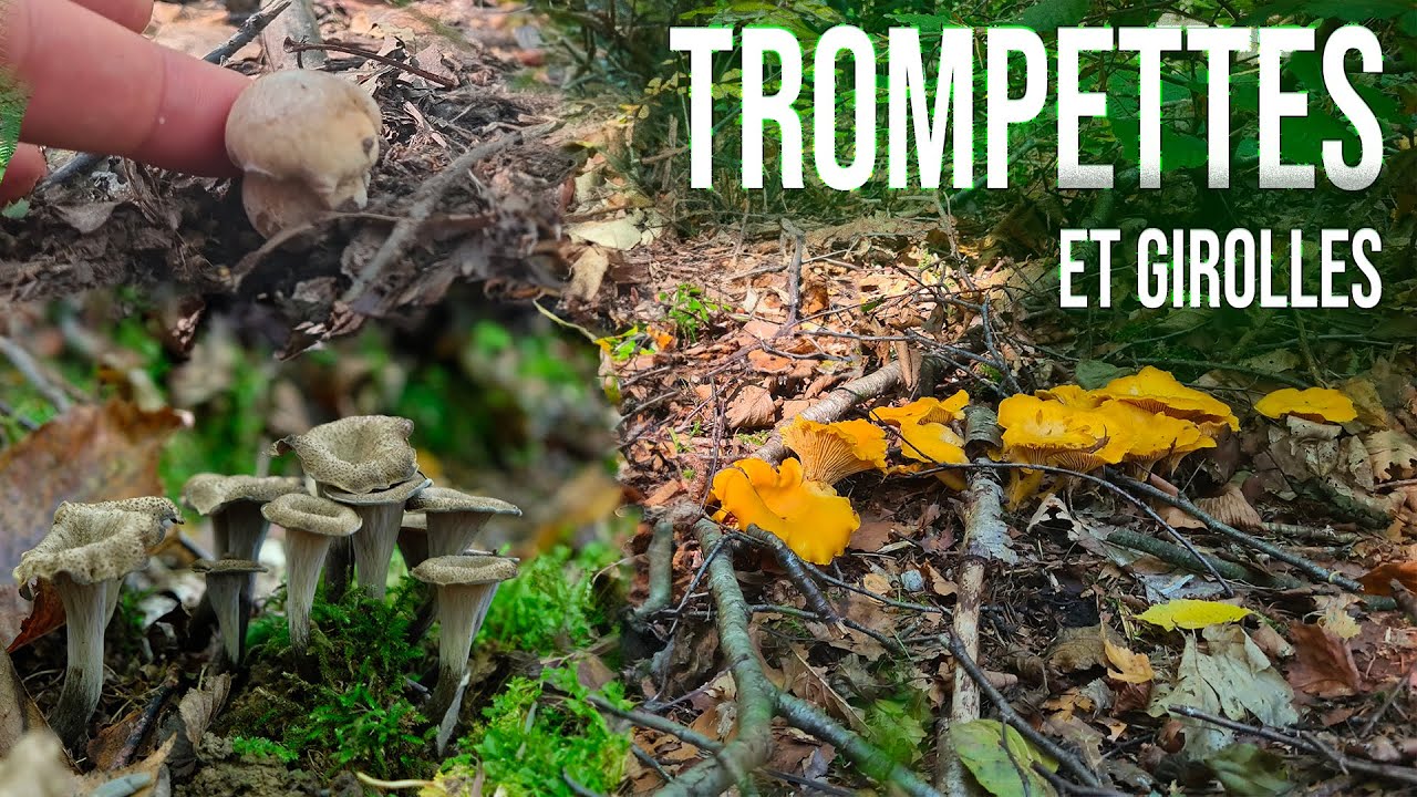 Un bel après-midi à la recherche de trompettes de la mort et de girolles.
