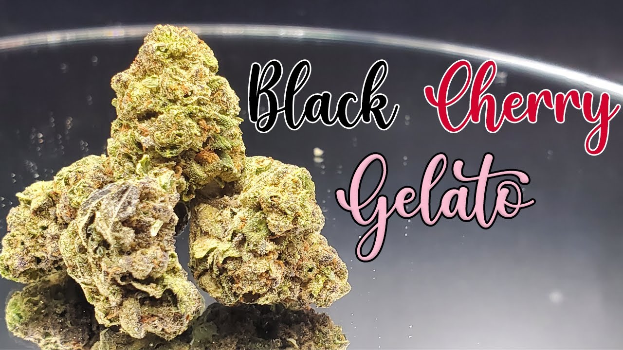 Обзор сорта Black Cherry Gelato