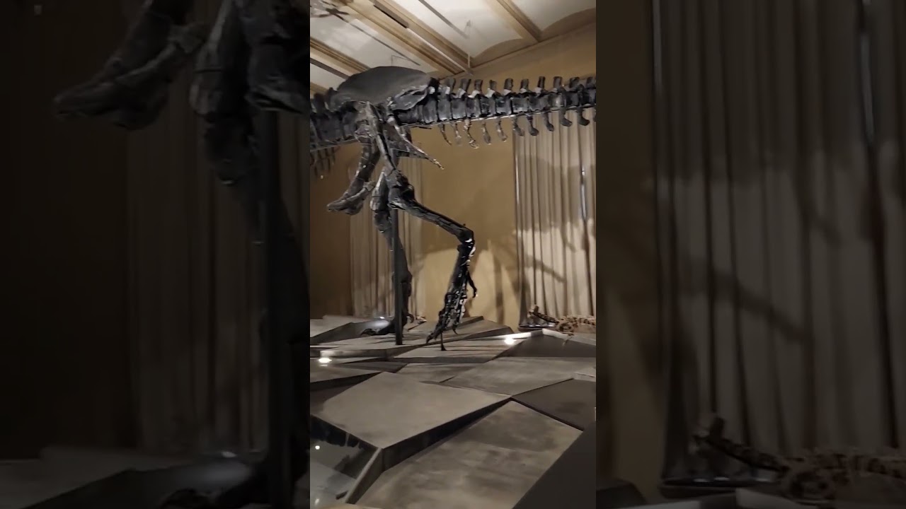 Wystawa dinozaur&oacute;w w Muzeum Historii Naturalnej w Berlinie #dinozaury