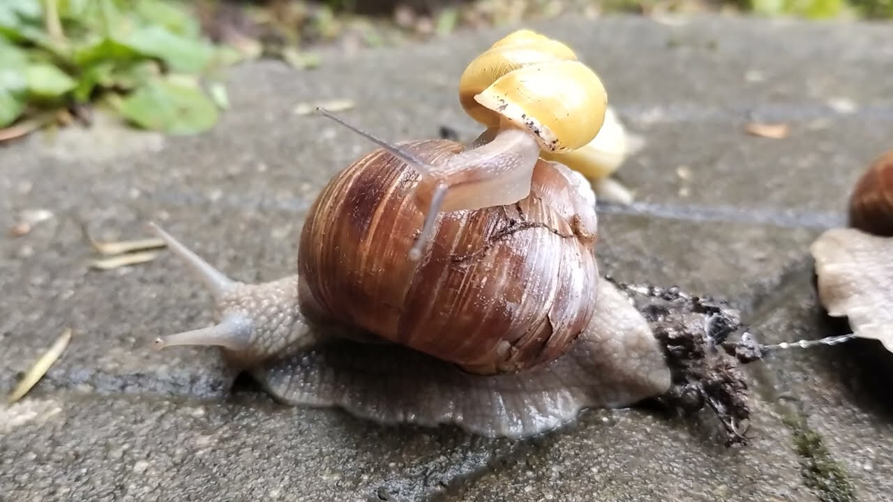 kleine Schnecke reitet auf Weinberg Schnecke  little snail rides on vineyard snail #snail #escargots