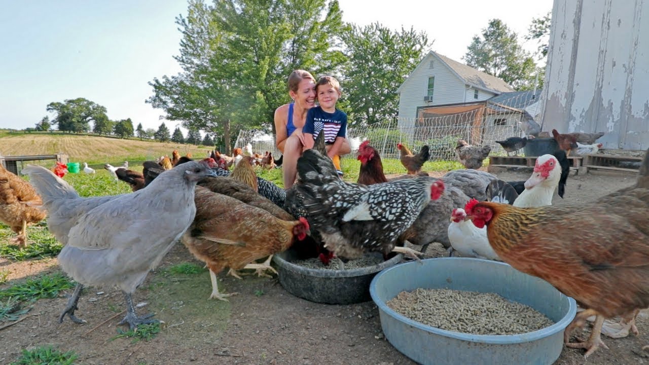 What it’s like to live with 85 chickens