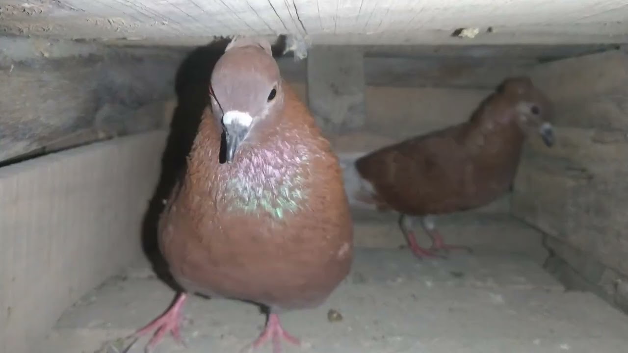রাতে কোকা কবুতর জোড়া দিলাম 
