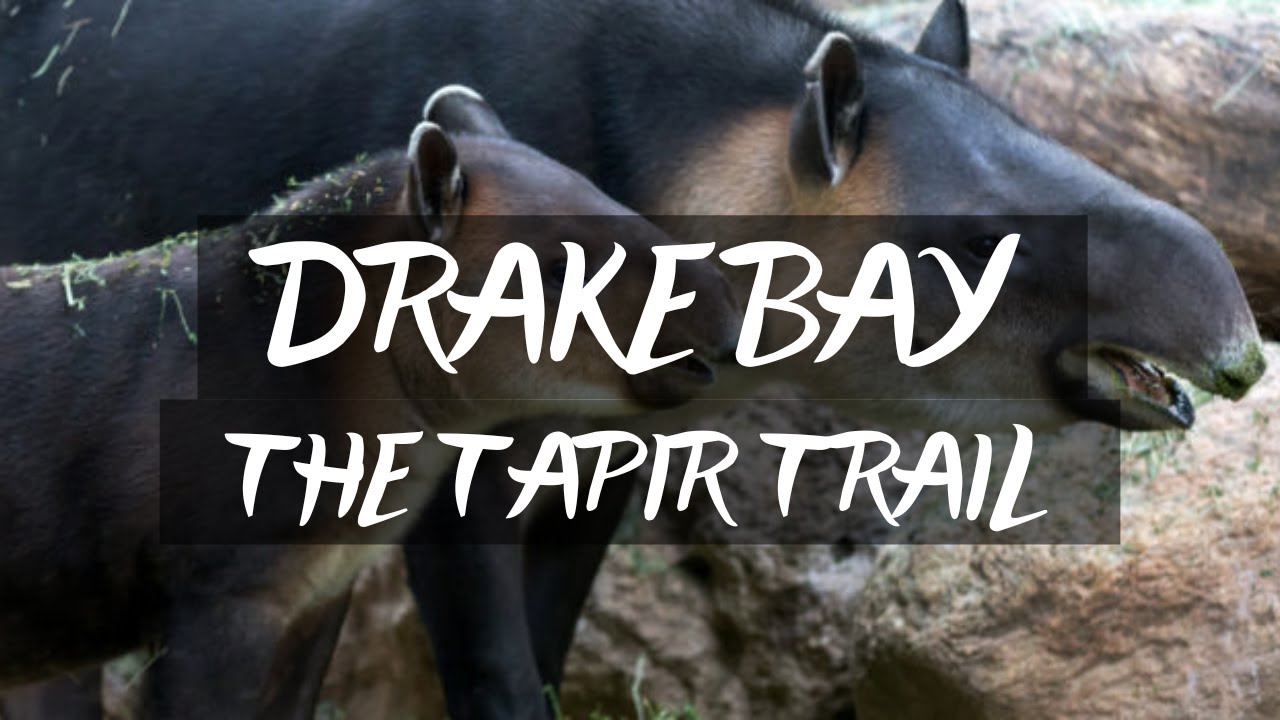 The Tapir Trail - Corcovado National Park