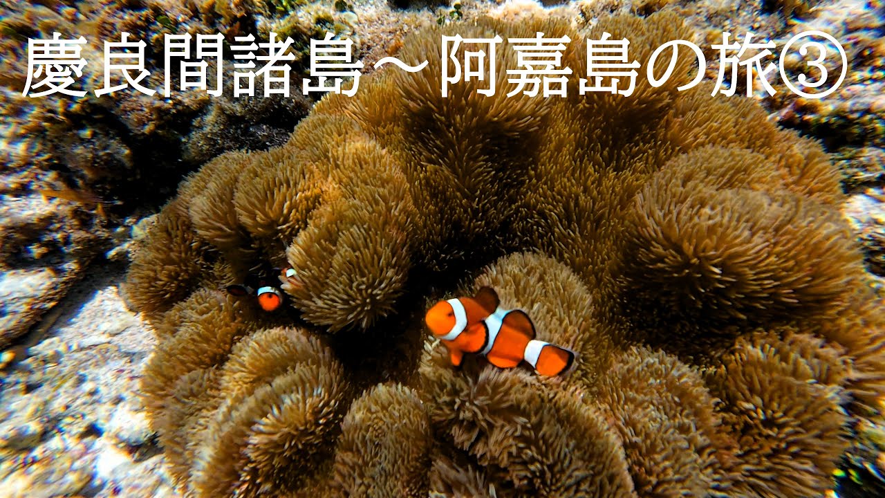 2025 慶良間諸島～阿嘉島の旅③～阿嘉ビーチ・ヒズシビーチ　4kドローン空撮
