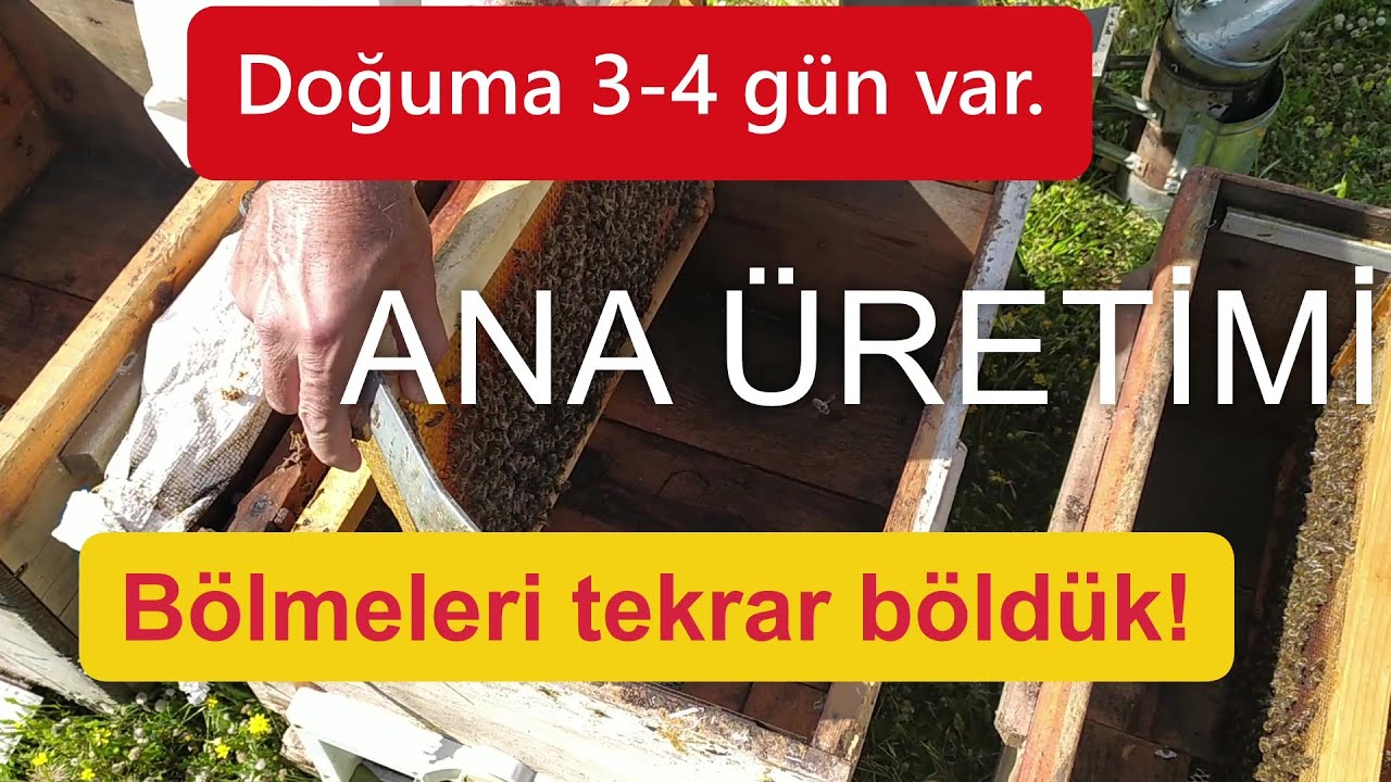 Ana üretimi. Yüksükler kapanmış. Arıcılık.