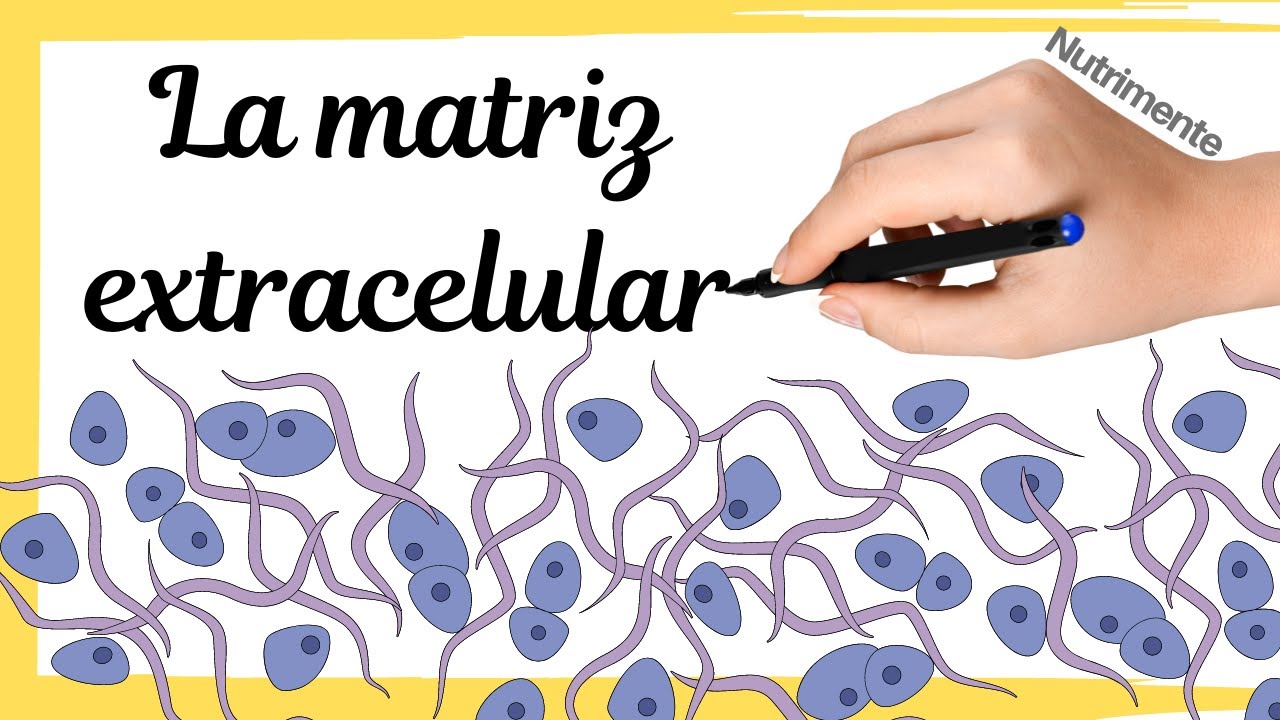 La MATRIZ EXTRACELULAR (por fuera de las células)
