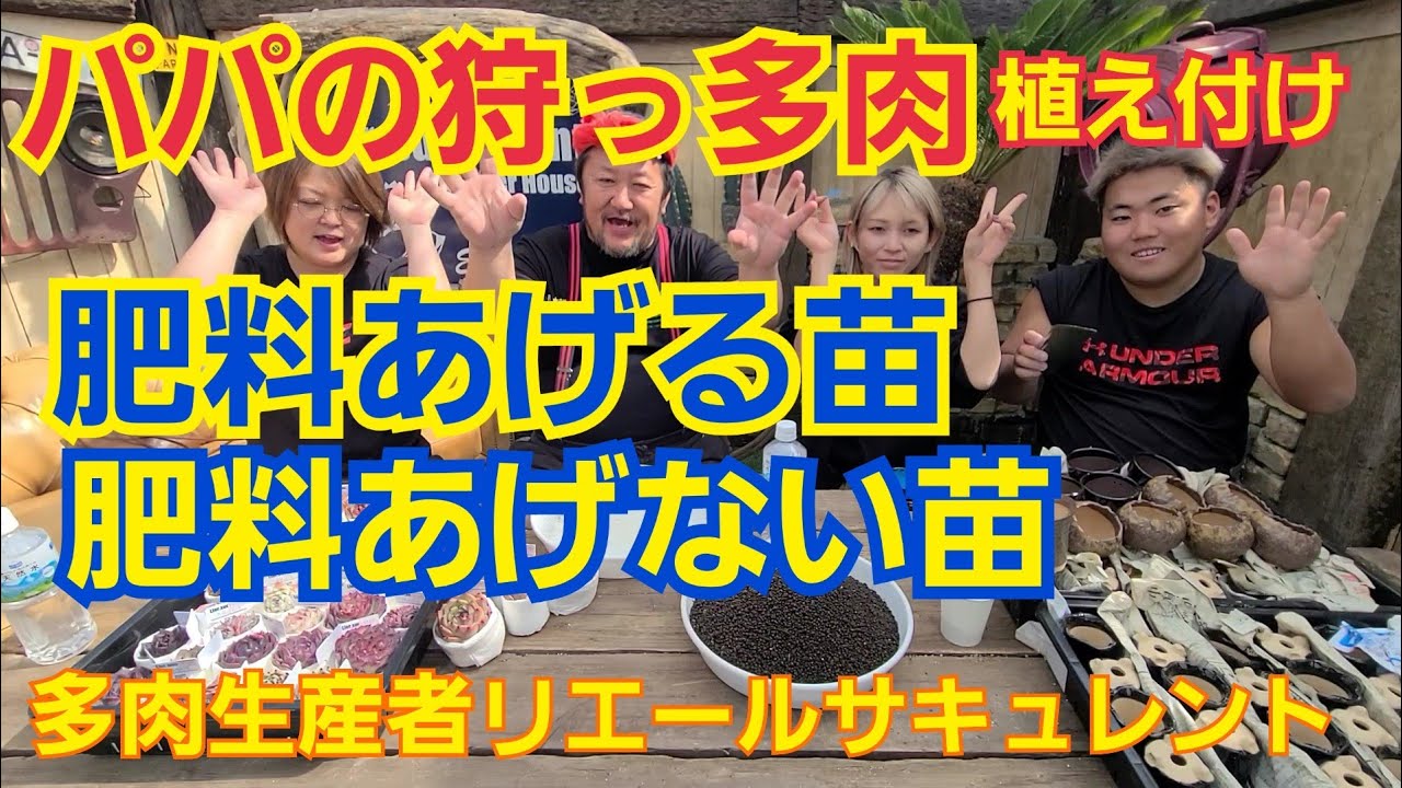 【多肉植物】【ガーデニング】パパの狩っ多肉(笑)肥料あげる⁉️あげない⁉️説明しながら植え付けます🎵2023年2月28日