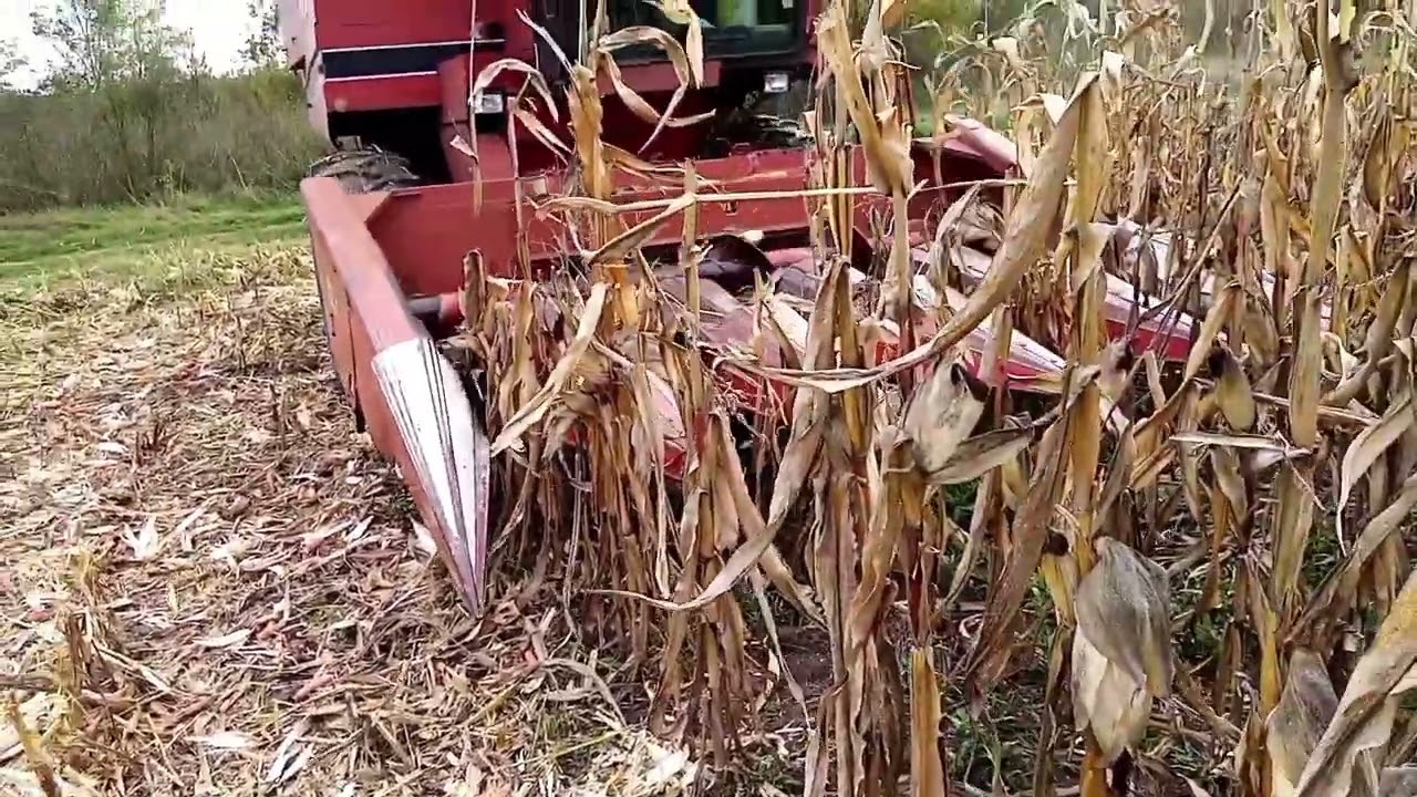 La recoltat porumb după reparație heder case ih 1640.
