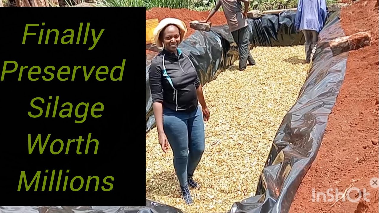 How you can preserve Silage underground and feed your animals for years.