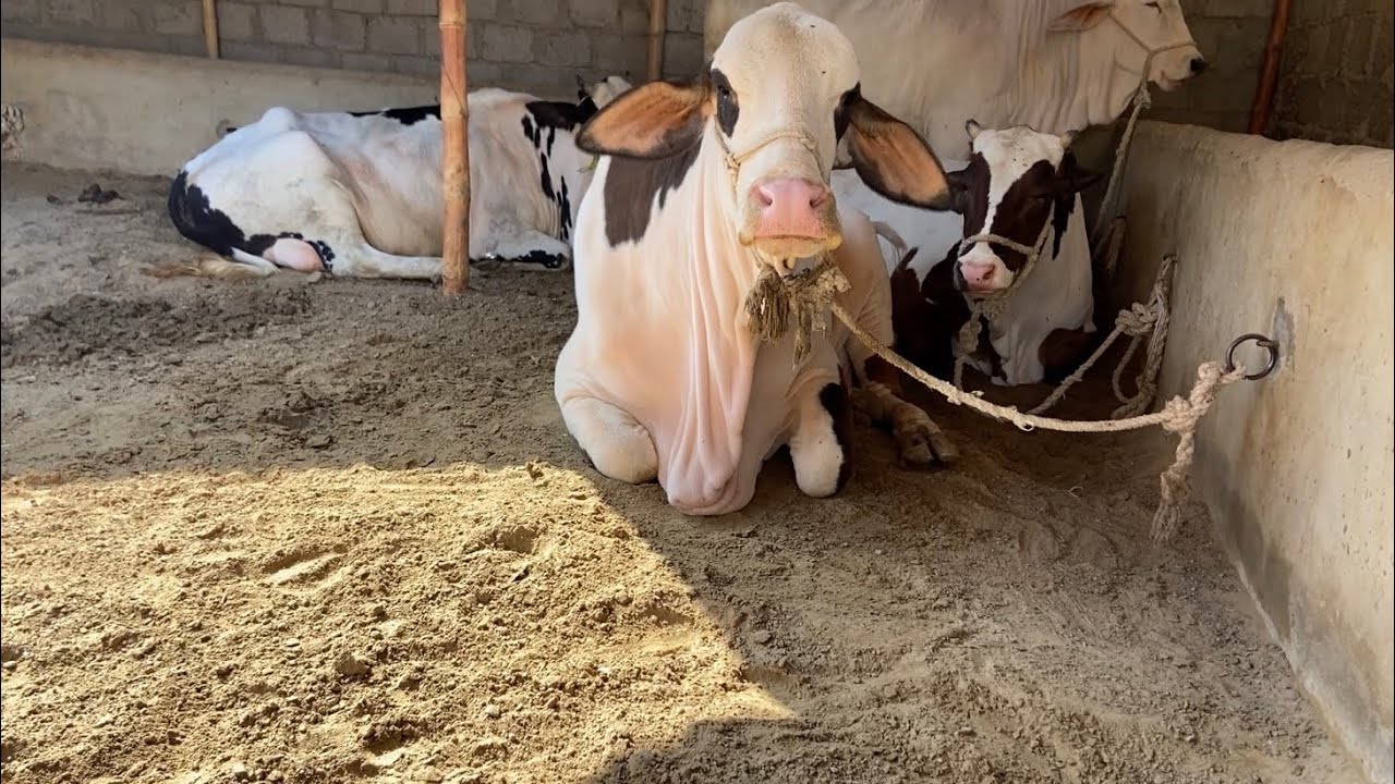 What’s New In Legacy Cattle Farm 