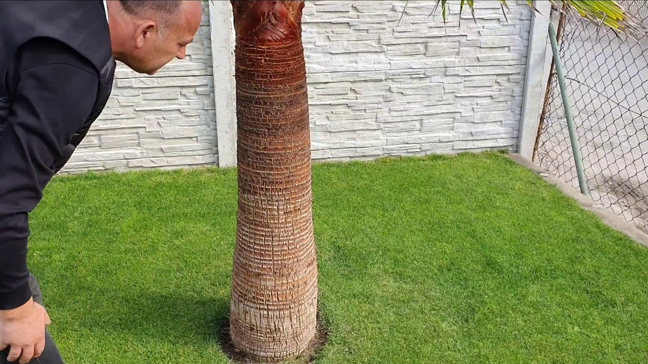BestpalmTV. Egzotyczne ogrody klientów - Luboń. Prawdziwe rarytasy u Mirka koło domu🤩