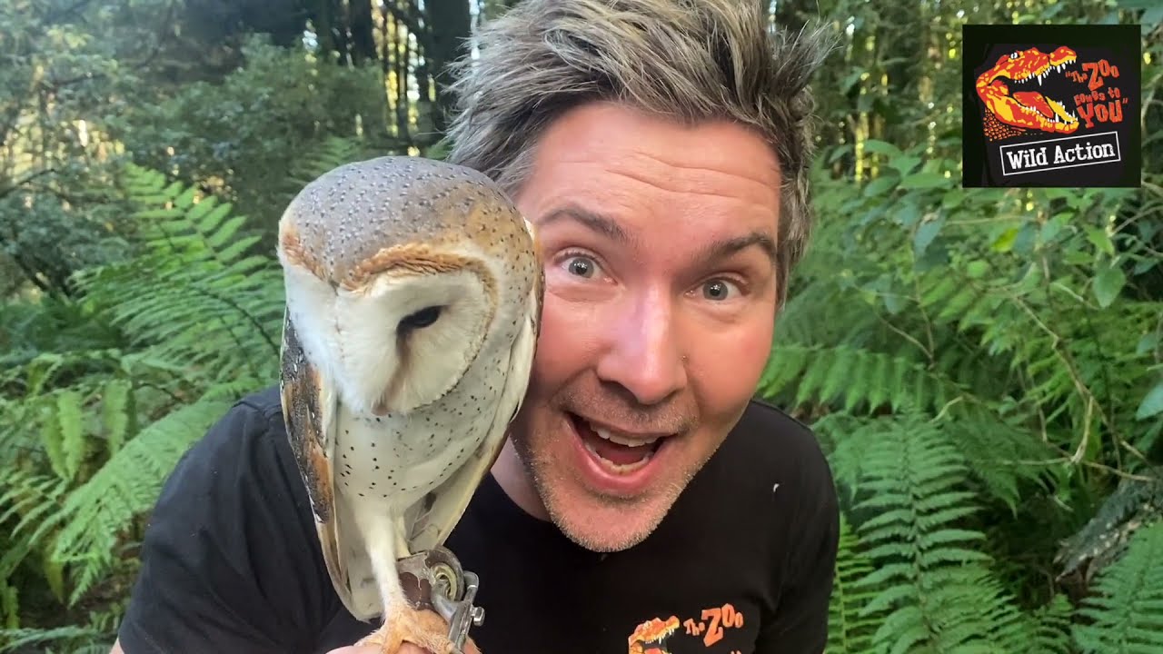 Wild Action Zoo - Barn Owl