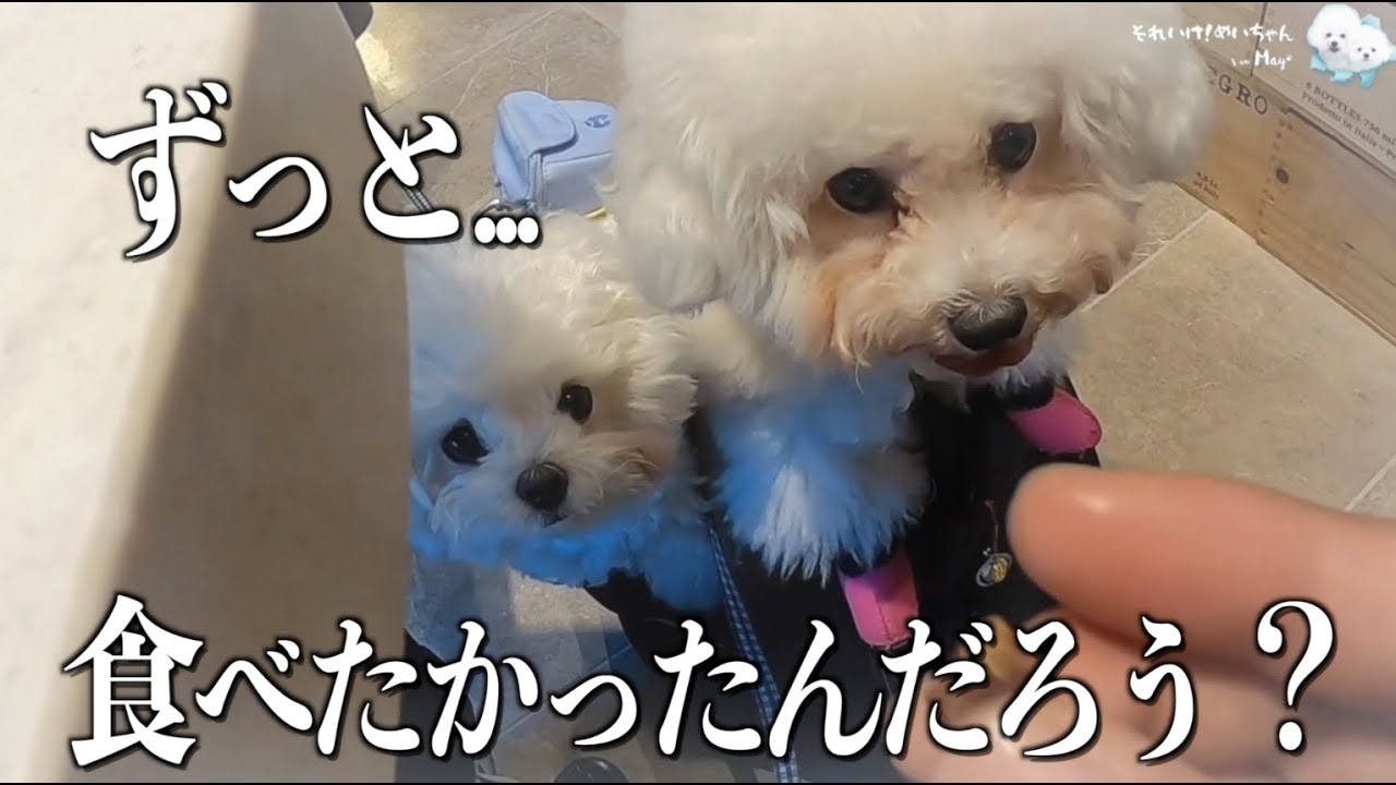 【冬のお出かけ日記🐶🐶】#それいけめいちゃん   #めいゆず　＃犬のいる生活