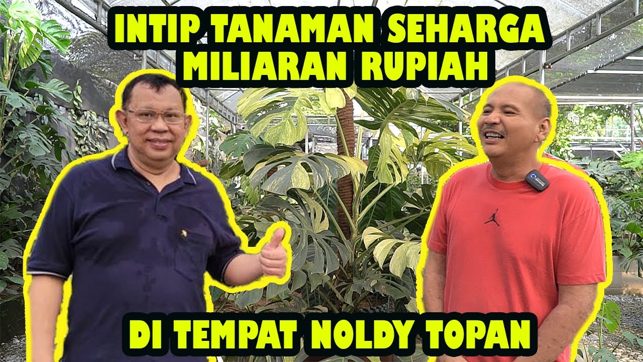INTIP TANAMAN SEHARGA MILIARAN RUPIAH DI TEMPAT NOLDY TOPAN!! KOLEKTOR TANAMAN AROID